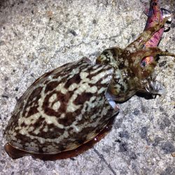 北風ビュービュー