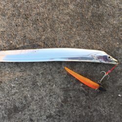 赤灯タチウオ好調！