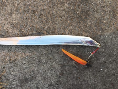 赤灯タチウオ好調！