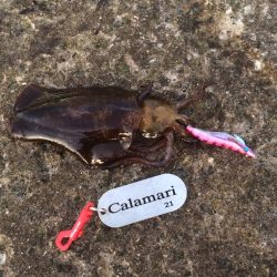 朝マズメ短時間釣行