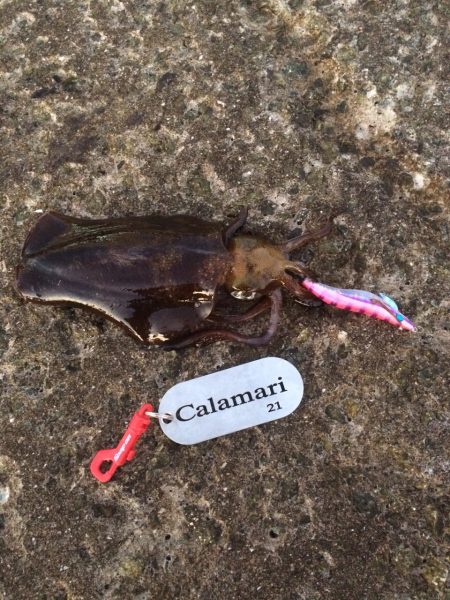 朝マズメ短時間釣行