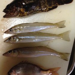 穴釣りとちょいなげ