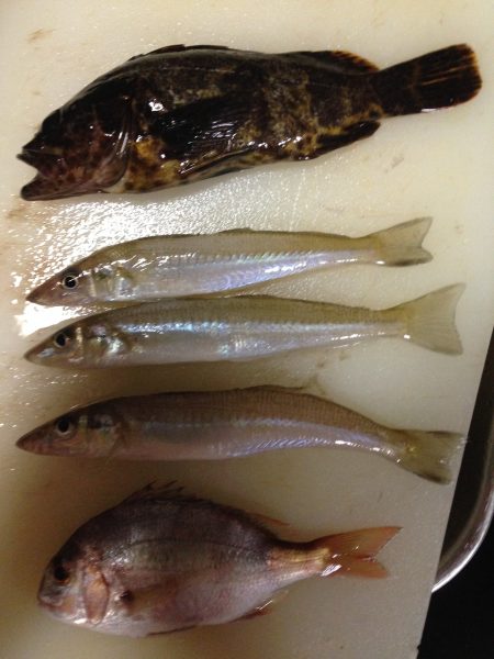 穴釣りとちょいなげ