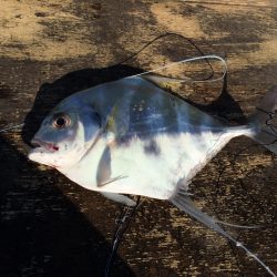 初投稿、ショアジギングデビュー