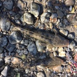 好調紀ノ川フラットゲーム