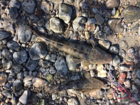 好調紀ノ川フラットゲーム