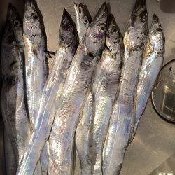 タチウオ夕マズメ