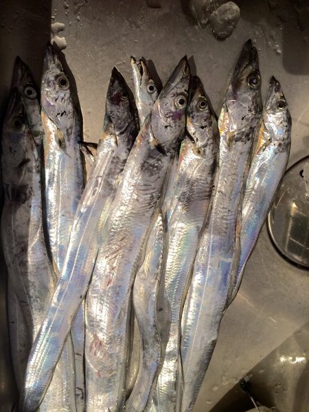 タチウオ夕マズメ