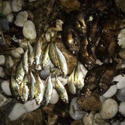 泉南サーフ。メバル。アジ。ガシラ。