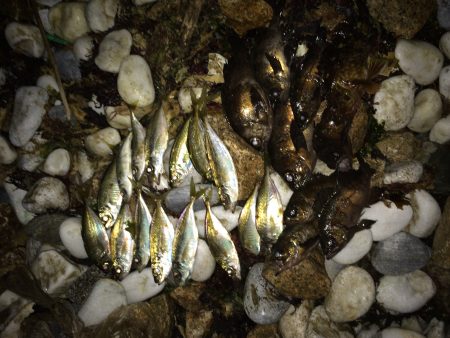 泉南サーフ。メバル。アジ。ガシラ。