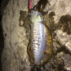 いつものサイズ