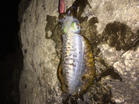 いつものサイズ