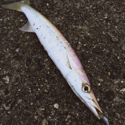 スライダーシャッド