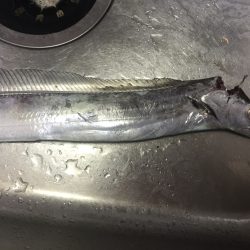 タチウオワインド！