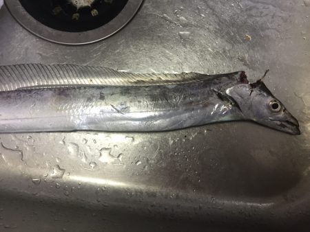 タチウオワインド！