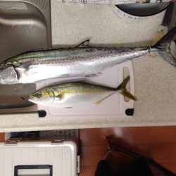 ショアジキング