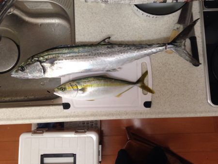 ショアジキング