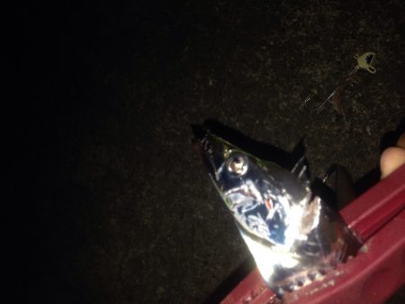 タチウオワインド