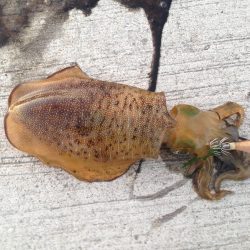 なかなかサイズ