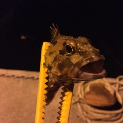 太刀魚目当てだったが…