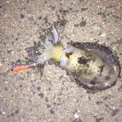 こんばんは。新子ちゃん