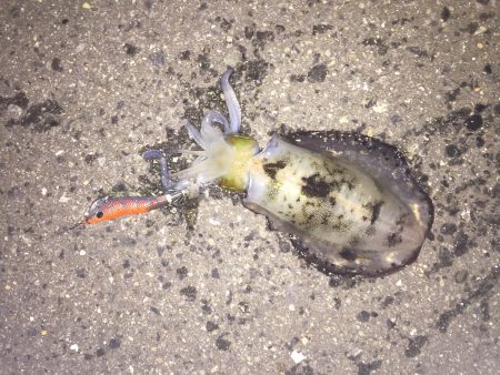 こんばんは。新子ちゃん