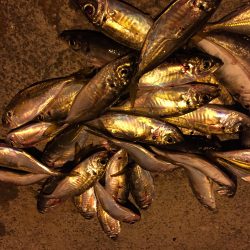 激流アジング！