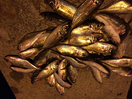 激流アジング！