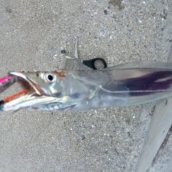 青岸の太刀魚はだいぶ減ってます。