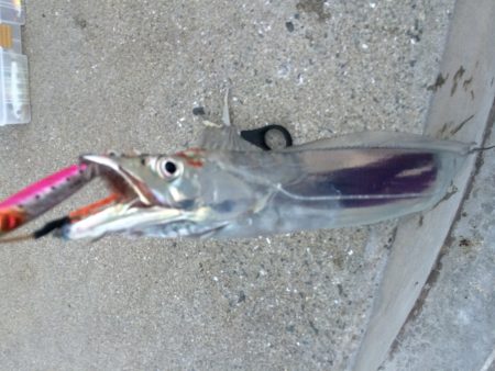 青岸の太刀魚はだいぶ減ってます。