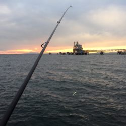 築港新町のタチウオ