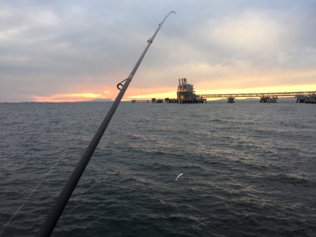 築港新町のタチウオ