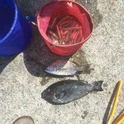 サビキでまさかの