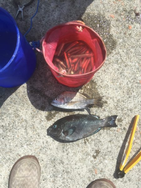 サビキでまさかの