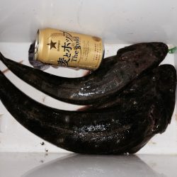 フラットフィッシュ