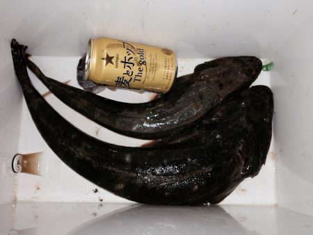 フラットフィッシュ