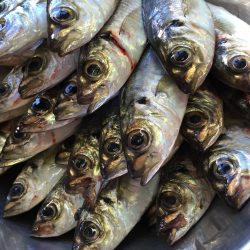 連夜アジング♪