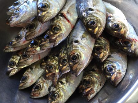 連夜アジング♪