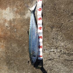 武庫一 ショアジギ&ワインド調査