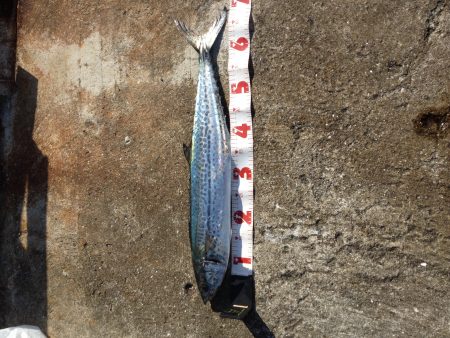 武庫一 ショアジギ&ワインド調査