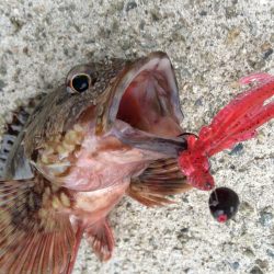 ガシラのデイゲーム