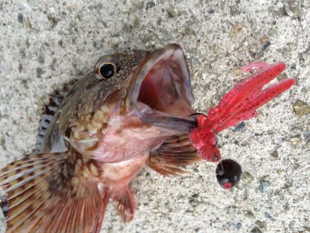 ガシラのデイゲーム