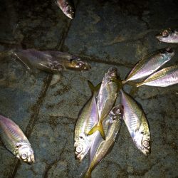 短時間アジング