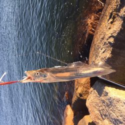 今季初太刀魚釣行