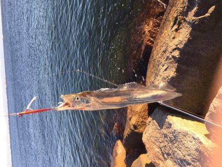 今季初太刀魚釣行