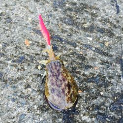 激しぶの中の一杯(コウイカ)！！