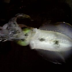 今週もイカ１匹！