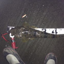 ナイトマゴチ！