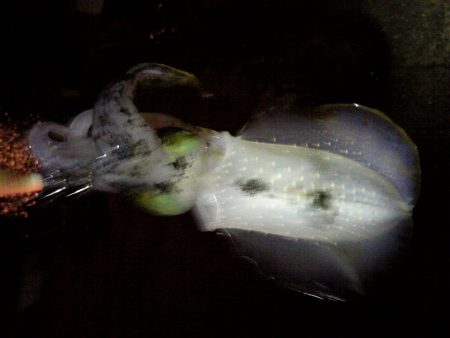 今週もイカ１匹！