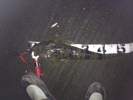 ナイトマゴチ！